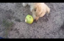 Nawet zwierzęta jedzą polskie jabłka.