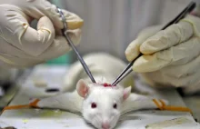 Przy produkcji Botoxu giną tysiące myszy