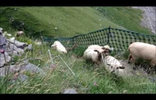 Powrót z wypasu owiec w Alpach Berneńskich