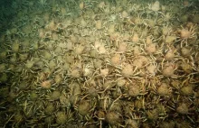 Wielkie skupisko krabów pacyficznych