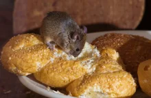 Naukowcy wyhodowali wybitnie bystre myszy
