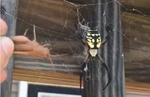 A dużego pająka karmię tak