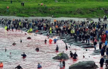 Rzeź niewiniątek: Wyspiarze z Faroe kolejny raz pokolorowali plaże na czerwono