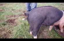 Jak Wyprostować ogoń świni