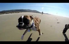 Psiak z dwoma nogami idzie pierwszy raz na plażę