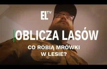 Atak mrówek w lesie!!! Co robią mrówki w lesie? | Oblicza lasów...