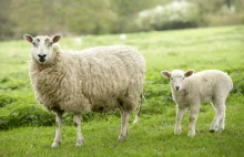 System rozpoznawania twarzy powie czy owca cierpi, czy też nie
