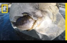Rare: Battling Fish Found Frozen in Ice | National Geographic