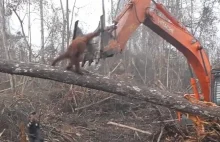 Rozpaczliwa walka orangutana z buldożerem. Próbował zatrzymać maszynę.