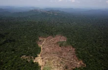 Amazonia: w rok wycięto lasy na obszarze równym milionowi boisk piłkarskich