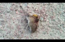 Szerszeń vs mysz