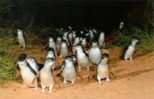 Parada pingwinów