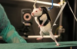 Sparaliżowane szczury odzyskują władzę w kończynach