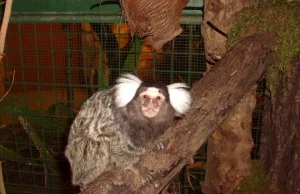 We wrocławskim ZOO odwiedzający zabijają małe małpki. Zmarły już 4 zwierzątka