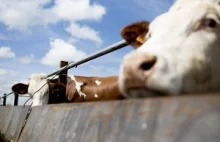 Wyższe podatki od mleka i mięsa obniżą emisję gazów cieplarnianych