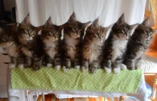 7 kotów reagujących na szeleszczący przedmiot.