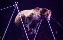 Ukraina: panika w cyrku po tym, jak niedźwiedź rzucił się na widzów [+VIDEO]