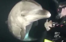 Delfin podpływa do nurka i błaga go o pilną pomoc - Wiesz