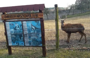 Bestialskie polowanie Szyszki. 500 bażantów wyrzuconych prosto pod lufy.