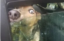 Pies „wył i błagał o pomoc” w rozgrzanym samochodzie. Właściciel był na zakupACH