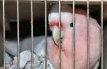 56-letni obywatel Ukrainy próbował przemycić chronione papugi