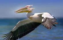 Dwugłowy pelikan