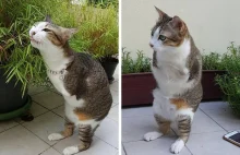 Kot, który stracił dwie przednie łapki, nauczył się chodzić na dwóch