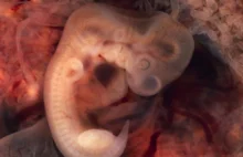 Chiński zespół modyfikuje genetycznie ludzki embrion [EN]