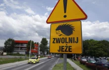 "Zwolnij, jeże". Nowy znak w Opolu