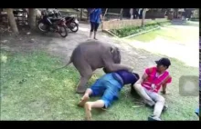 Słoniątka uwielbiają się bawić