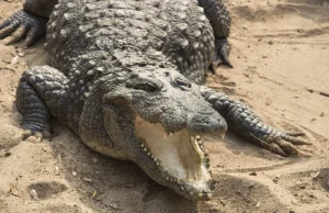 Krokodyle zaatakowały 2-letnią dziewczynkę. „Ojciec znalazł samą czaszkę”
