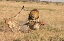 Co się stanie gdy lwy spotkają się z gepardami?