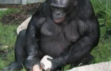 Genialny szympans stworzył narzędzia, by zdobyć jedzenie