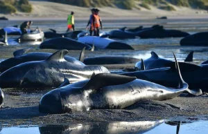 Dlaczego grindwale i wieloryby giną na plażach?