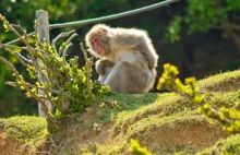 Iwatayama Monkey Park, czyli góra małp w Japonii