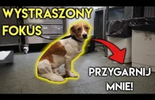 Wystraszony psiak FOKUS .To była szybka i udana...