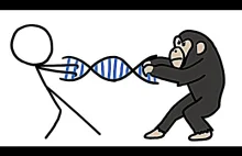 [ENG] Czy rzeczywiście jesteśmy w 99% szympansami?