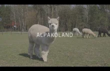 The Perfect Day With Alpacas