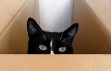 Dlaczego koty lubią siedzieć w pudełkach?