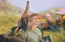Kontrowersyjny spot z królikami. Minister zdrowia zabrał głos