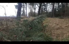 Gdzie szukać poroży ? Najlepsze miejsca na zrzuty / Mazury -...