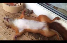Zabawna śpiąca wiewiórka