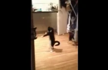 Taniec kota