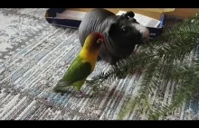 Annoying Lovebird pisses of the enormous Skinny Pig