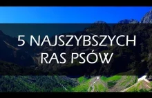 5 Najszybszych Ras Psów