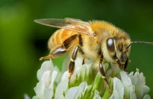 Prawda o wymieraniu pszczół i neonikotynoidach