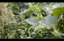 Partyzancka uprawa dyniowatych na ziemi z wykopów przy budowie (PL)