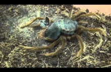 Tak rośnie pająk z rodzaju Xenesthis, pięknie sfilmowany w HD.