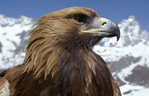 Orzeł przedni (Aquila chrysaetos) - król ptaków?