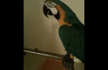 Wkurzona papuga